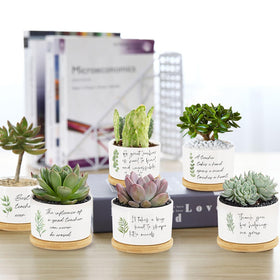 Tarklanda compact desk planter display enhances office decor.