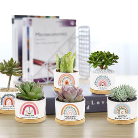 Tarklanda rainbow plant pot on bamboo tray, compact size for windowsill or desk