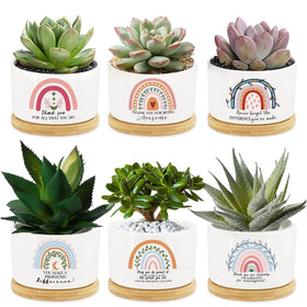 Tarklanda rainbow succulent pot set on bamboo tray, ideal for gifting and desk decor