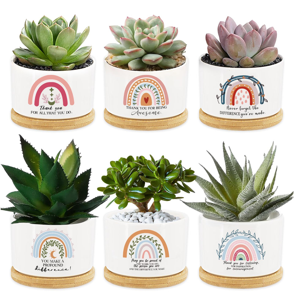 Tarklanda rainbow succulent pot set on bamboo tray, ideal for gifting and desk decor