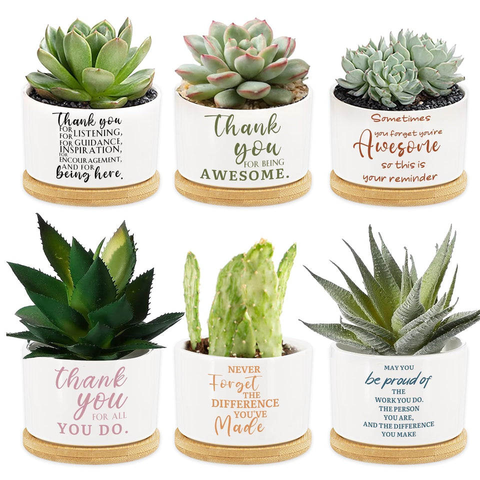Tarklanda six-pack ceramic succulent pots with bamboo tray for desk decor and gifting.