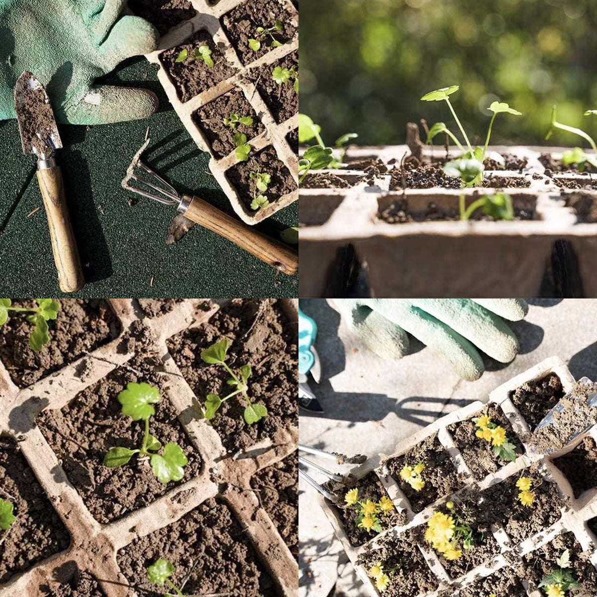 Tatibana complete seed-entry kit supports organized gardening sessions
