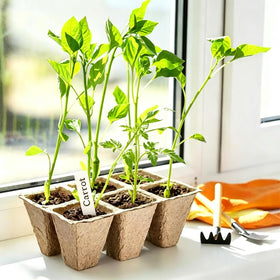 Tatibana seed tray suited for indoor and outdoor germination setups