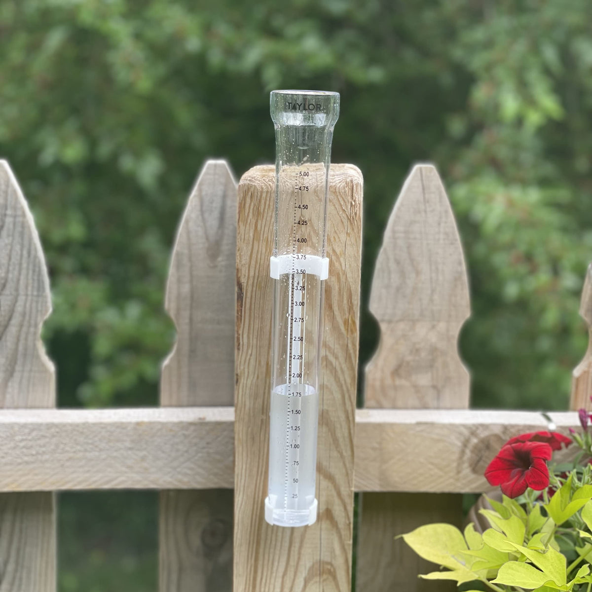 Taylor ClearVu rain gauge height view of 11.875 inches tall
