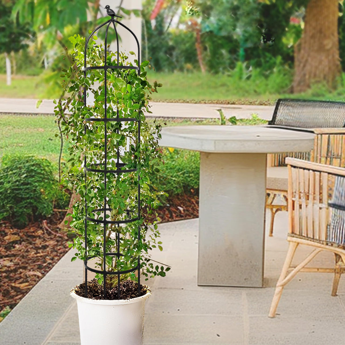 TCBWFY climbing-plants support for roses, tomatoes, and clematis