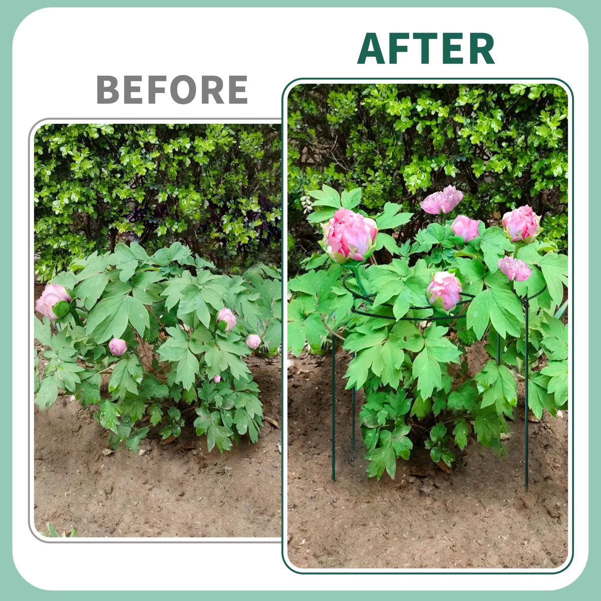 TCBWFY Easy setup over young plants for secure growth.