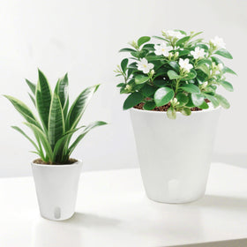 TCBWFY self-watering pots support healthy growth by maintaining consistent moisture levels