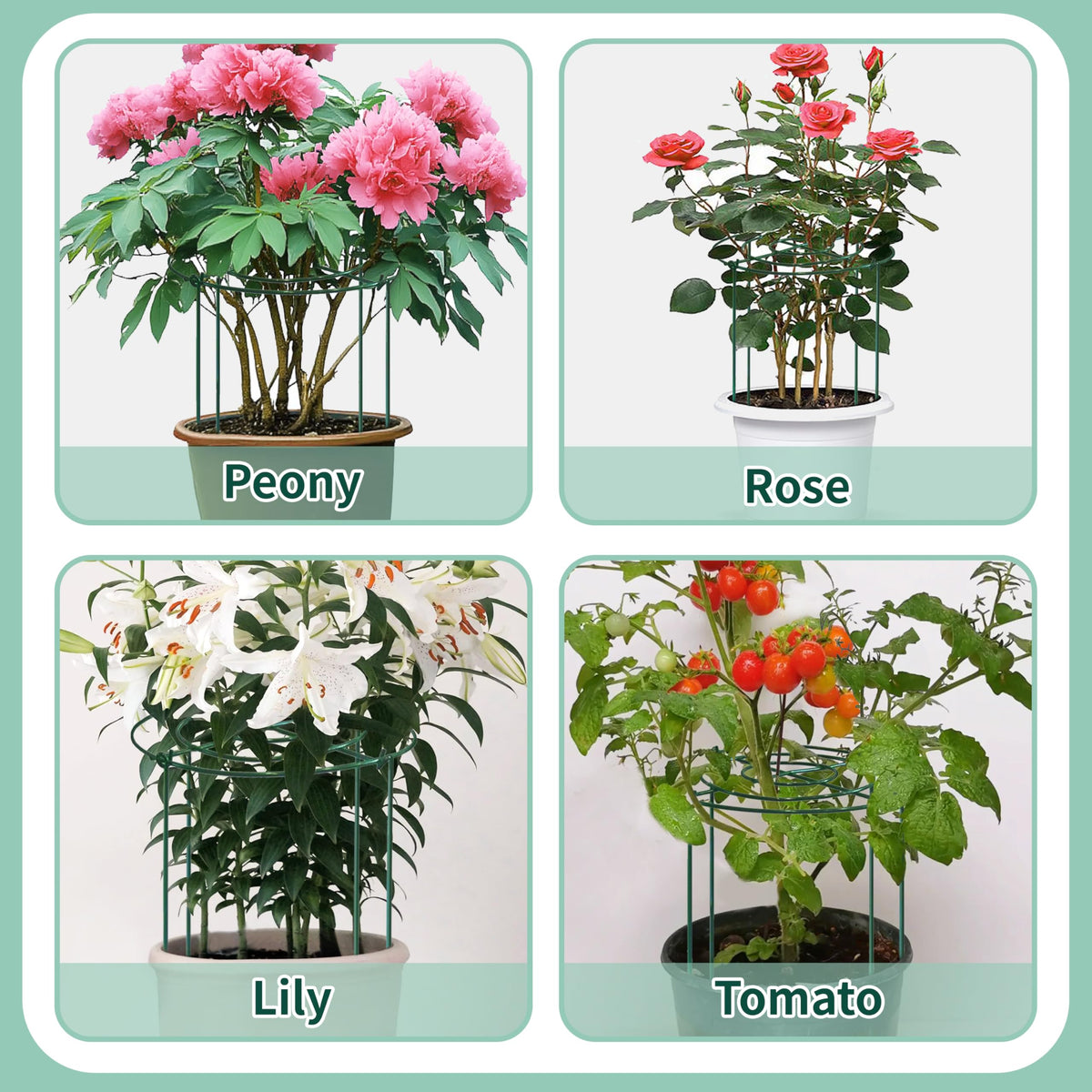 TCBWFY indoor-outdoor use cage supports roses peonies and more