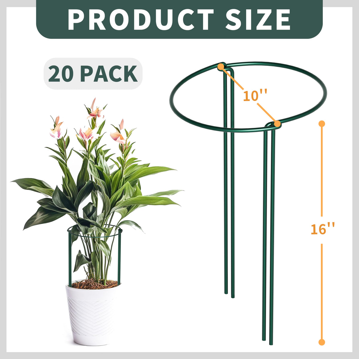TCBWFY peony cage 16h-10d provides upright containment for tall blooms