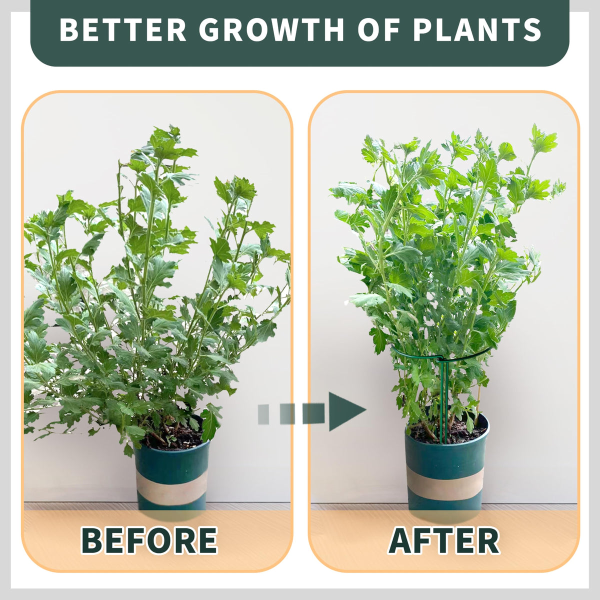 TCBWFY rose cage 16in frames plants and protects blooms from wind