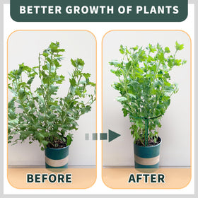 TCBWFY rose cage 16in frames plants and protects blooms from wind