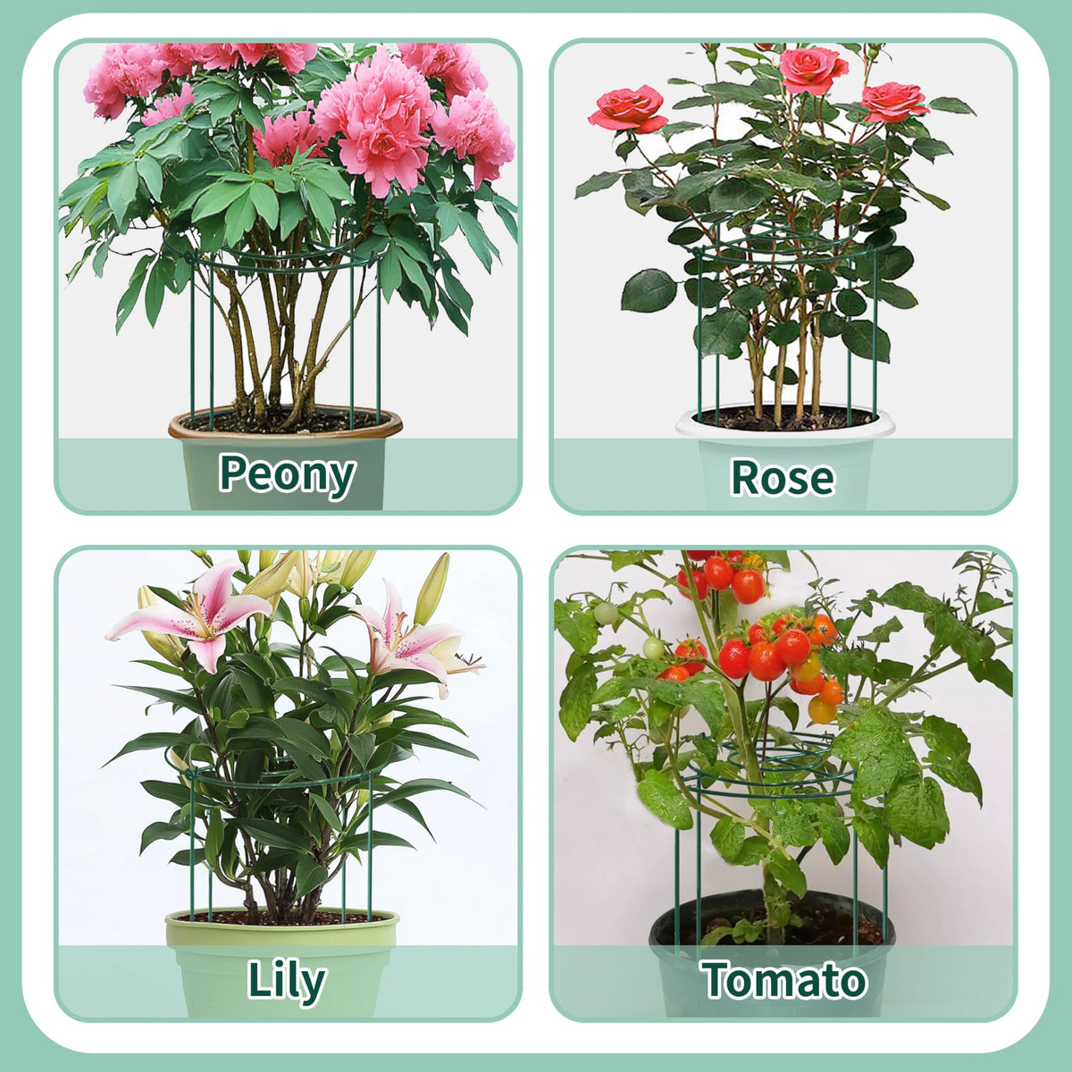 TCBWFY indoor-outdoor use cage suits gardens yards patios