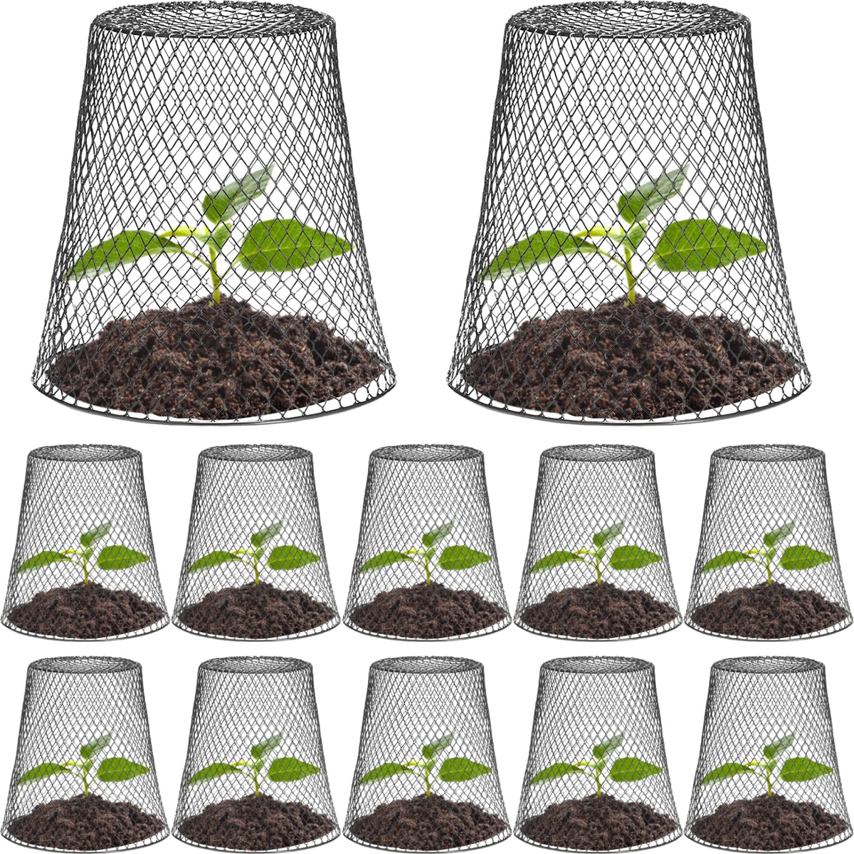 Tcevily chicken wire cloche assembly shows easy setup around a plant for protection.