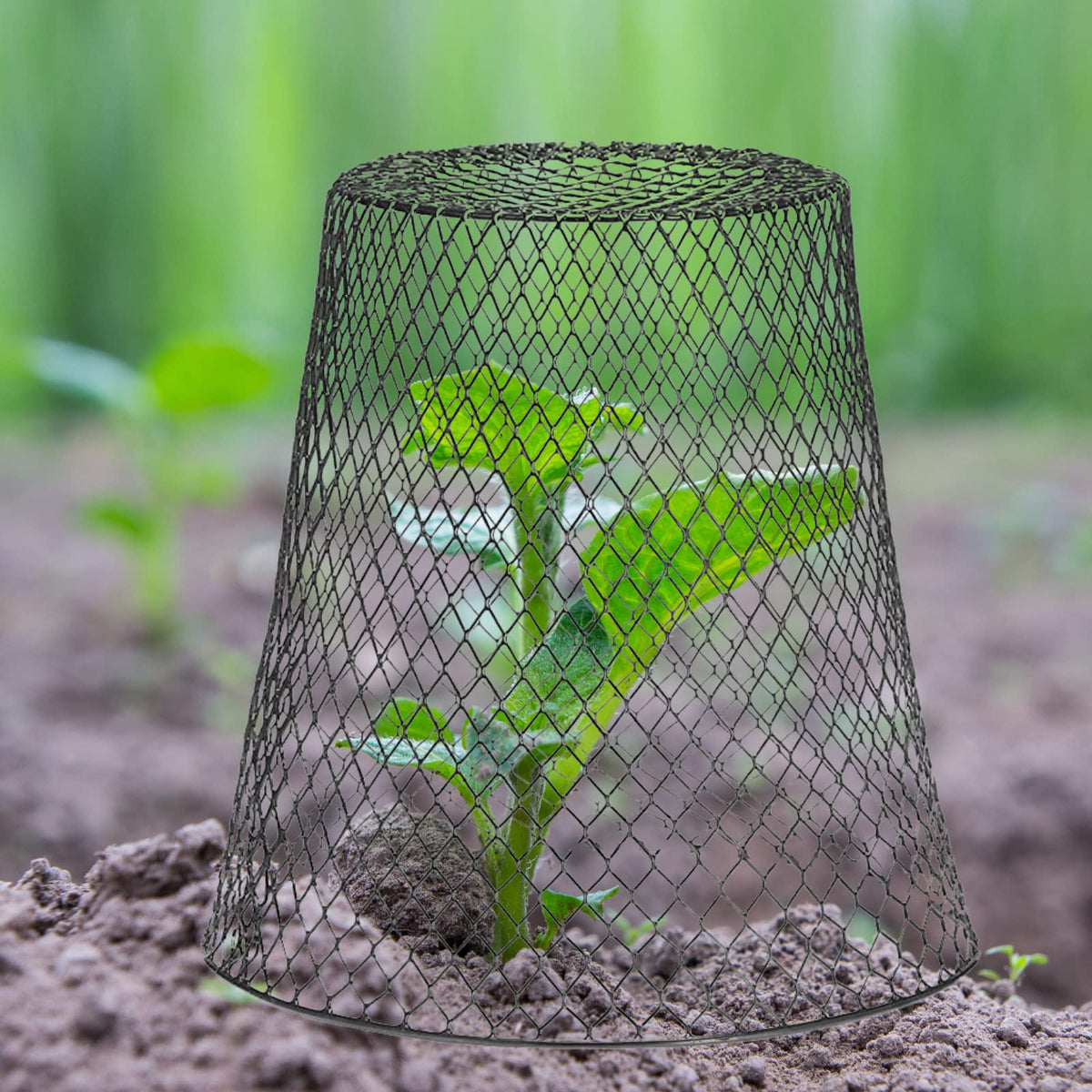 Tcevily iron mesh garden protector safeguarding plants with durable mesh.