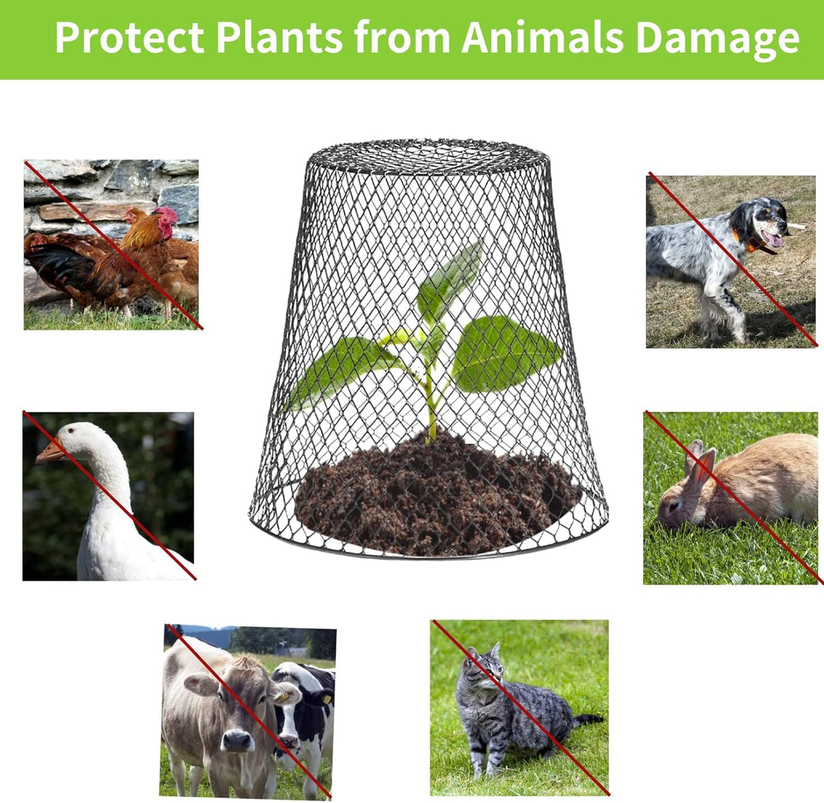 Tcevily plant protectors shield vegetables and herbs from garden damage.