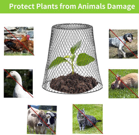Tcevily plant protectors shield vegetables and herbs from garden damage.