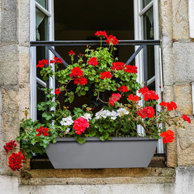 Tcevily rectangular flower planters filled with vibrant blooms.