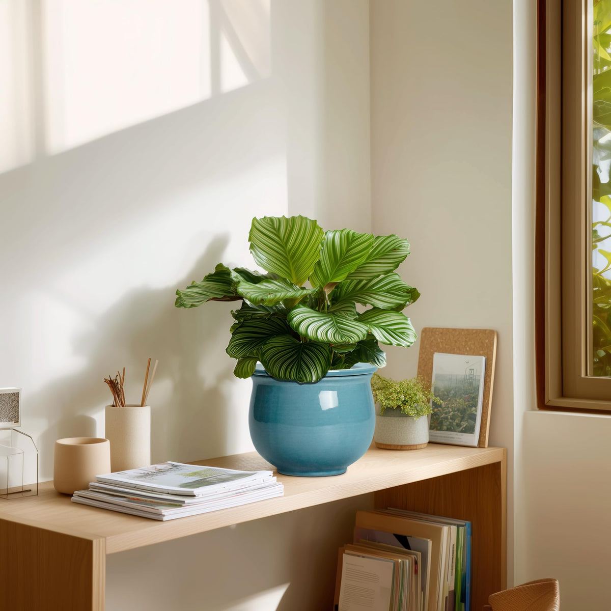 Teagas 6-inch ceramic planter with balanced moisture support and clear dimensions.