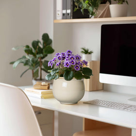 Teagas African violet beige display shows compact blooms on a beige planter.