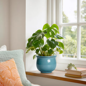 Teagas African Violet pot as bedroom decor accent with calm color.