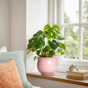Teagas outer pot glaze close-up showing durable ceramic finish