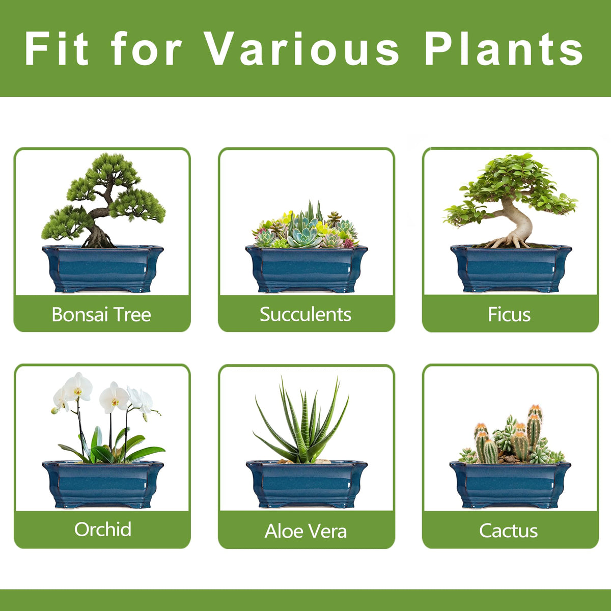 Teagas rectangular planter pairs with bonsai, succulents, orchids, and herbs