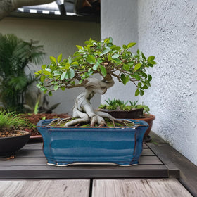 Teagas Bonsai pot dimensions 13.7 by 9.8 by 5.1 inches