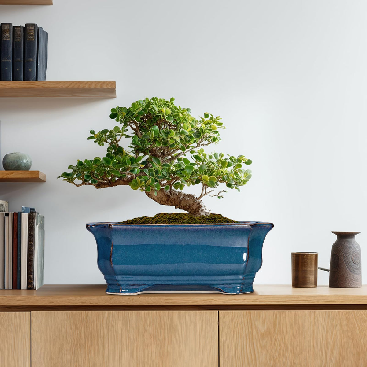 Gift-ready Teagas Bonsai pot packaging for plant lovers