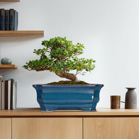 Gift-ready Teagas Bonsai pot packaging for plant lovers