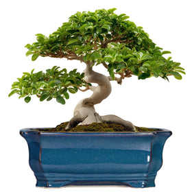 Teagas Bonsai Tree Pot with blue glaze rectangular shape for elegant indoor display