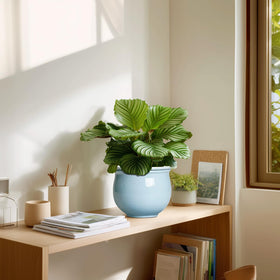 Teagas gift-ready ceramic pot set enhances housewarming decor.