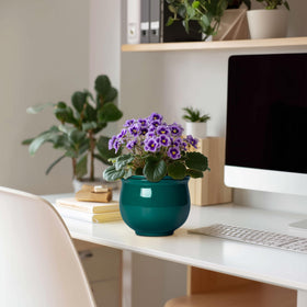 Teagas ceramic African violet pot interior glaze highlights even hydration