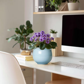 Teagas self-watering system helps maintain balanced soil moisture for busy homes.