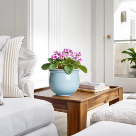 Teagas African violet pot in use demonstrates easy care for indoor plants.