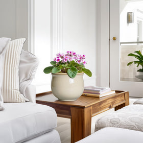 Teagas gift-ready design makes a thoughtful present for plant lovers.