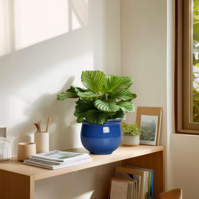 Teagas indoor plant decor setup for desks and shelves