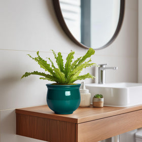 Teagas plant pots displayed on a shelf for busy gardeners