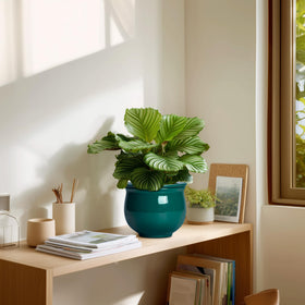 Teagas six-inch self-watering pot ready for desk or windowsill
