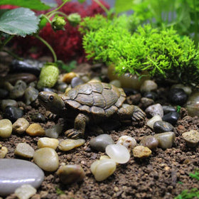 TEAMWILL rockery turtle figure blends with stones.