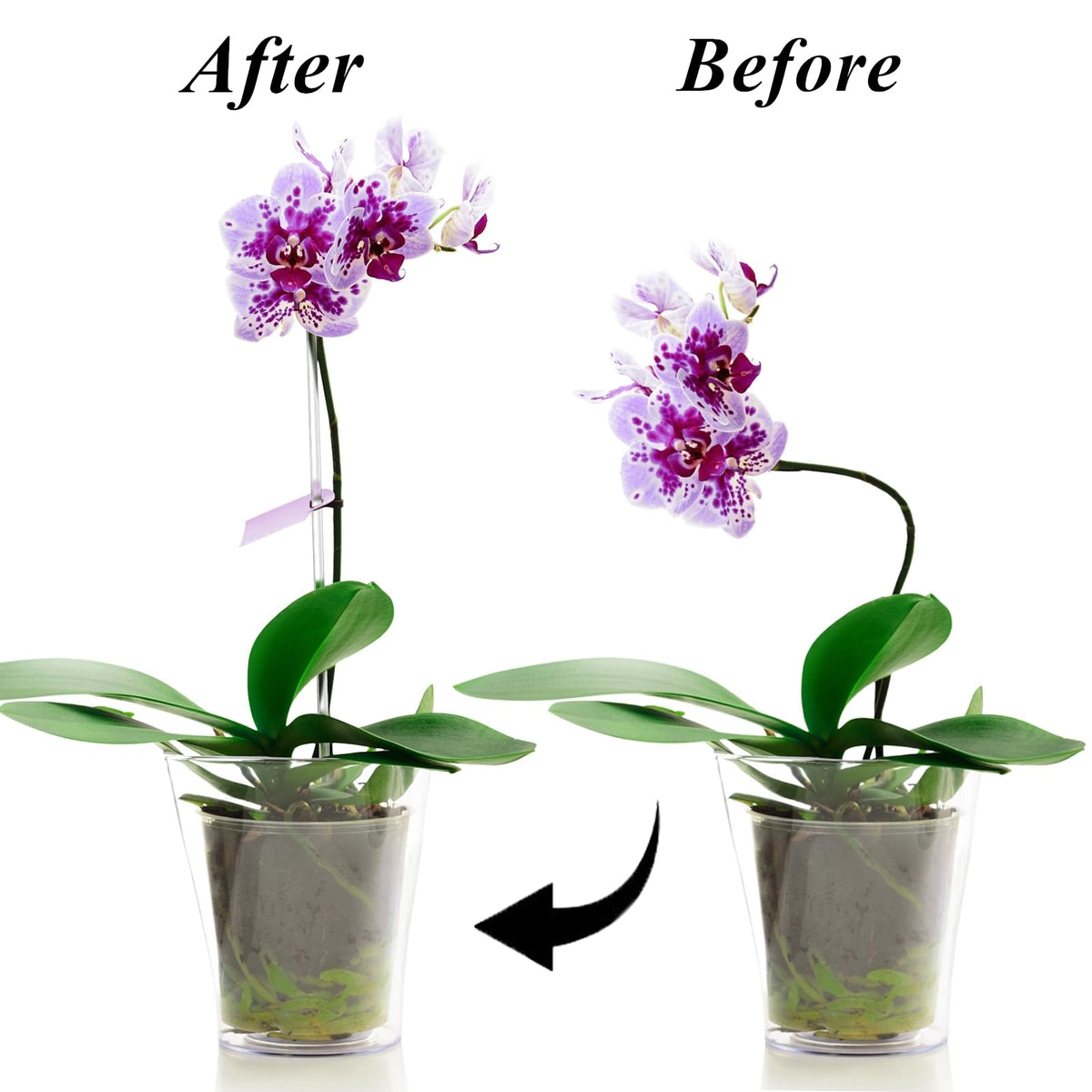 Tebery thin-stem support helps vines and flowers stand tall.