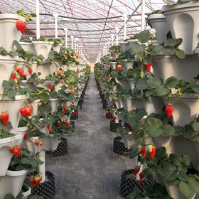 Tectsia strawberries cascade over the edge for decorative harvest display.