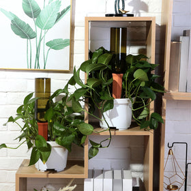 Teenyyou system beside kitchen herbs for steady hydration and convenience.