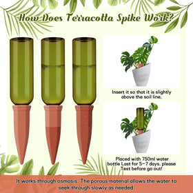 Teenyyou self-watering spike being installed into plant soil for easy setup.