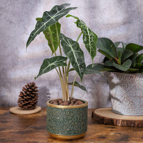 Ten-stone front-view green cement pot showcasing plant display.