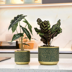 Ten-stone indoor-outdoor planter suitable for patios and sunny windowsills.