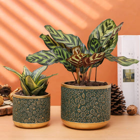 Ten-stone planter with rubber feet protects surfaces and reduces staining.