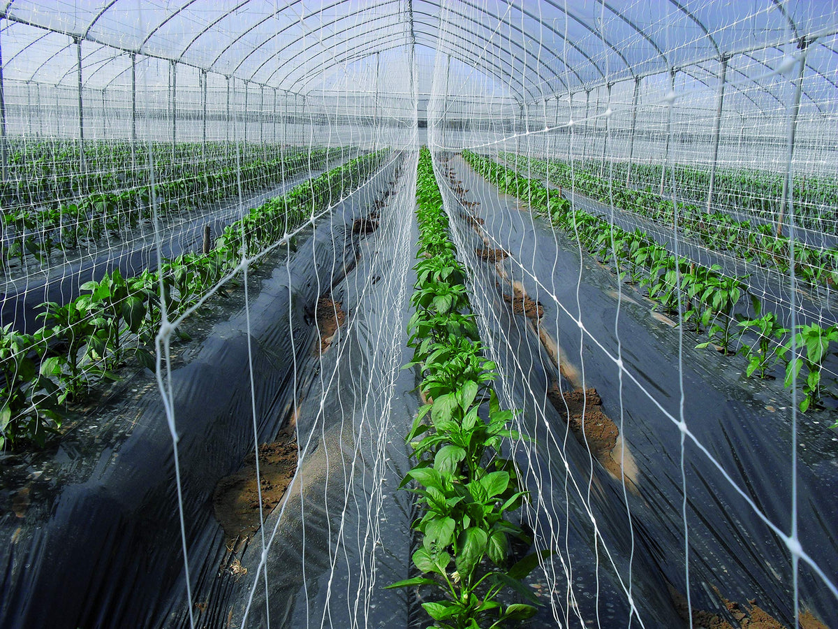 TENAX Hortonova LM trellis net 59x100 white ideal for container gardens