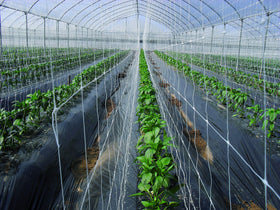 TENAX Hortonova LM trellis net 59x100 white ideal for container gardens