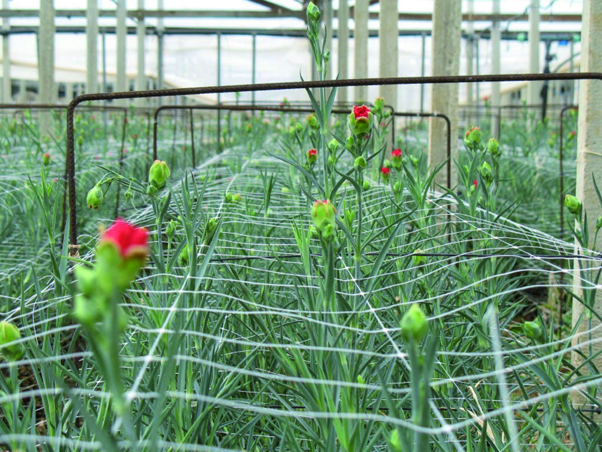 TENAX Hortonova LM trellis net 59x100 white installed horizontally for crop support