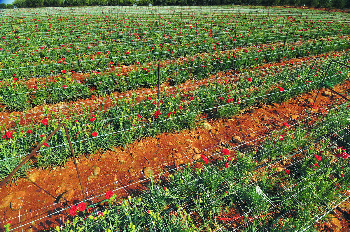 TENAX Hortonova LM trellis net 59x100 white hydroponics-ready net for systems